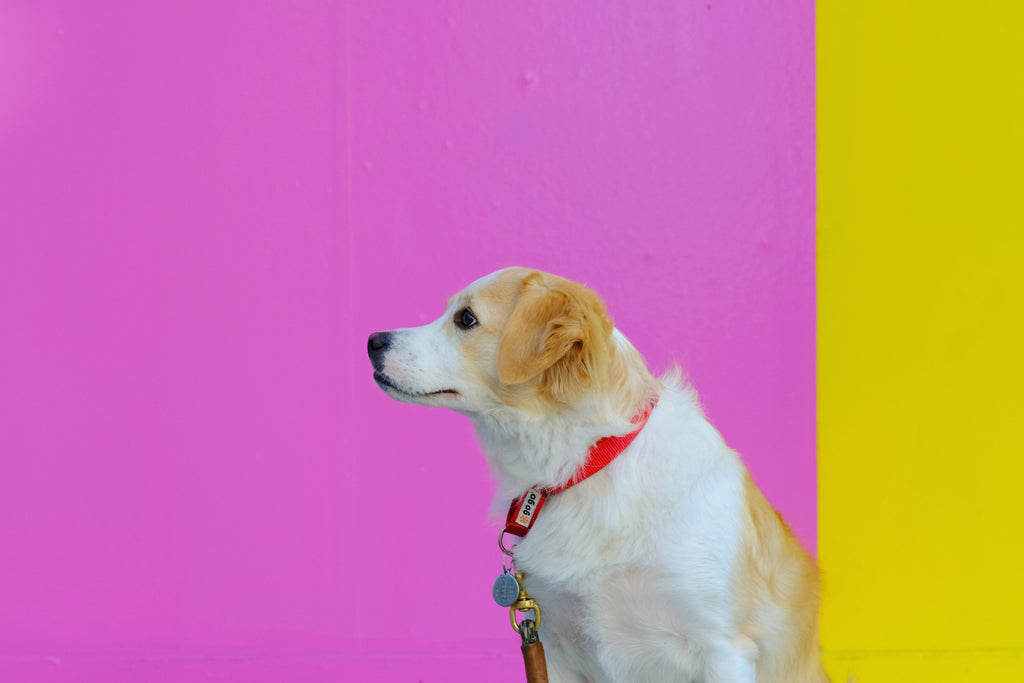 Marula Oil: A Natural and Non-Toxic Ingredient to Create the Best Paw Balm