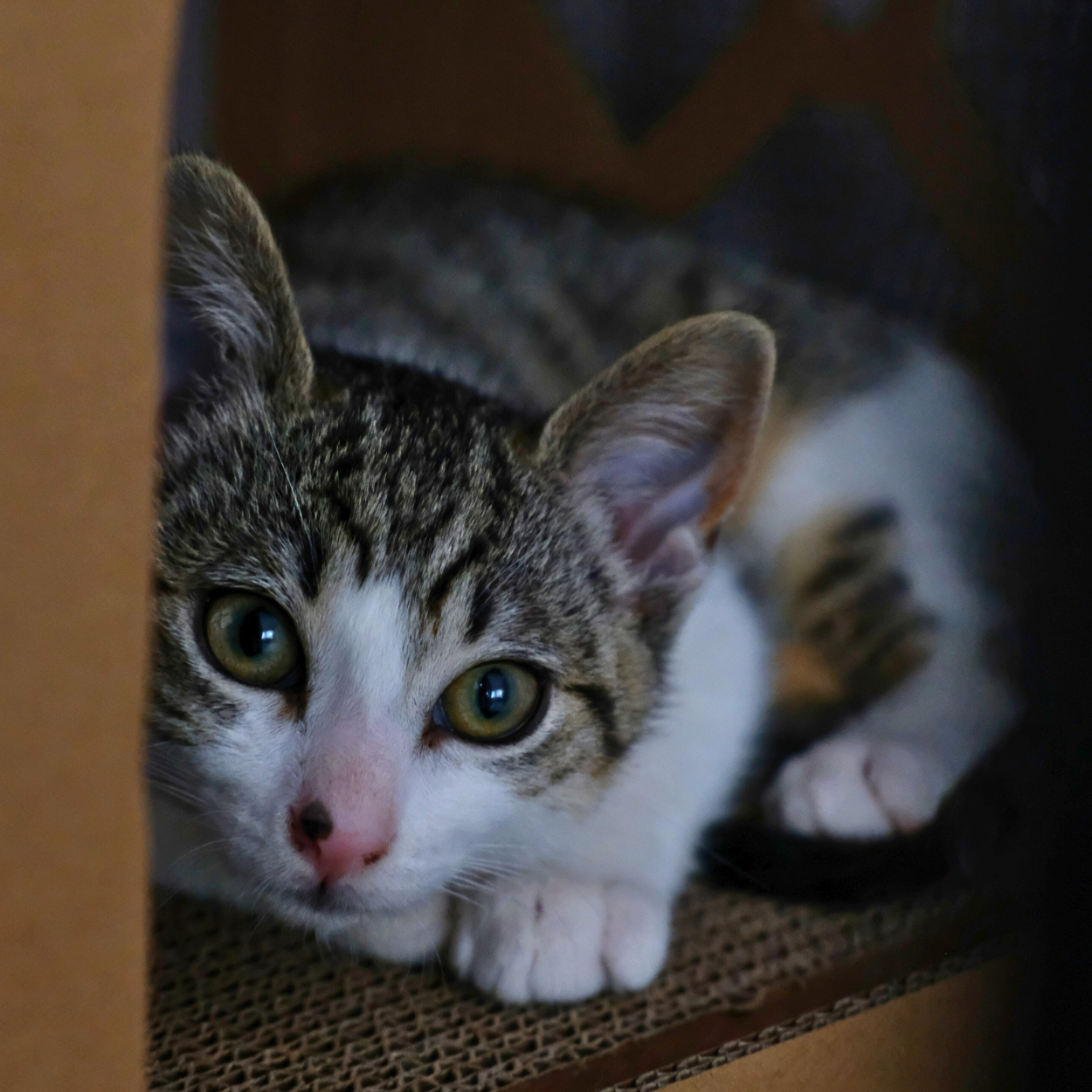 Emerging Feline Research