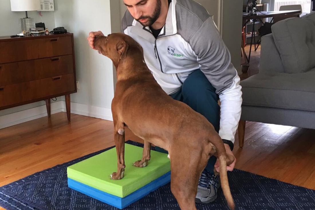 Canine Rehabilitation and Wellness: Physical Therapy for Dogs with Francisco Maia, founder of TheK9PT | Blooming Culture