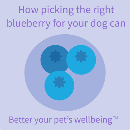 Can My Dog Have Blueberries? Blueberries are High in Antioxidants Making Them a Great Healthy Treat for your Dog.