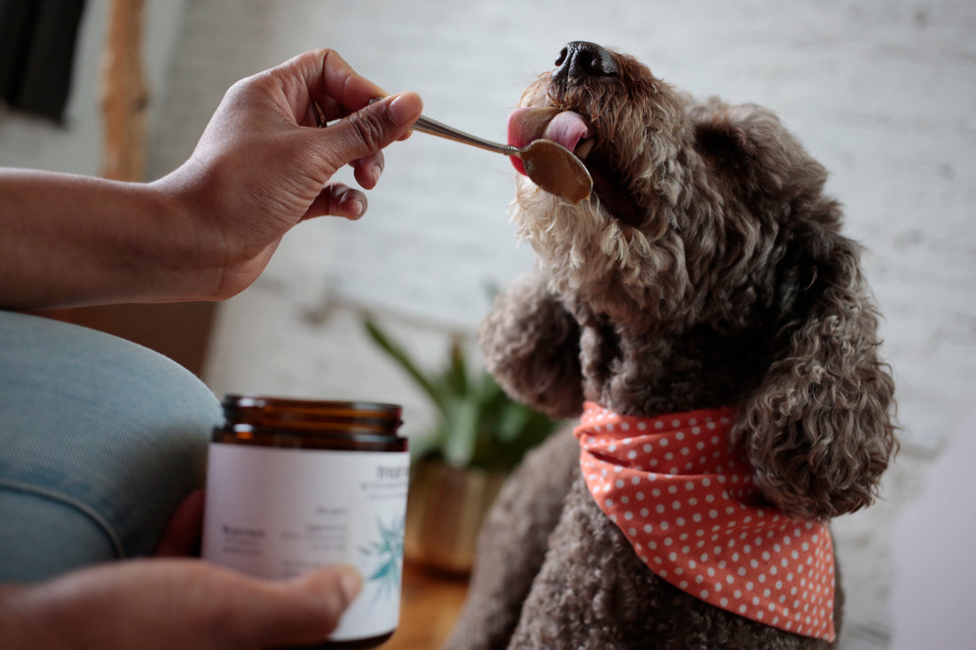 Is Your Dog's Nose to Blame for Them Not Wanting Their Medication?